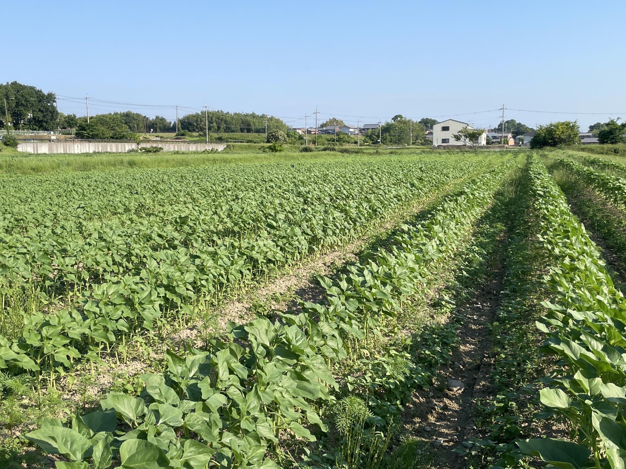 haiburi6