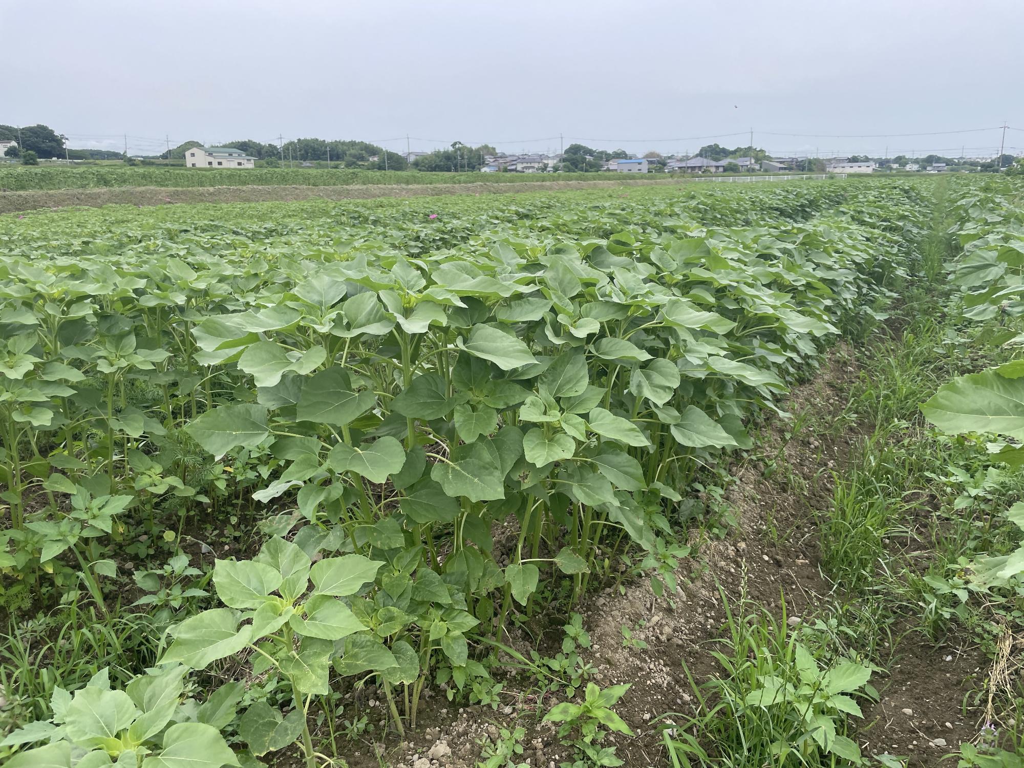 haiburi9
