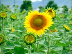 ひまわりのつぼみに囲まれる形で咲く一輪のひまわりの花の写真