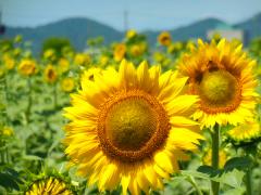 ひまわりの花が開花している写真