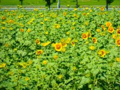 ひまわり畑の鮮やかな緑色にひまわりの花の黄色が混ざり始める写真