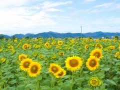 鮮やかな黄色い大輪の花をつけはじめるひまわり畑の写真