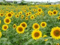 満開を迎える7月のひまわり畑の写真