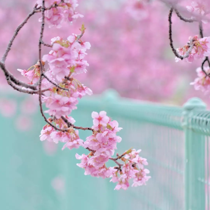 3月18日 大島川桜回廊