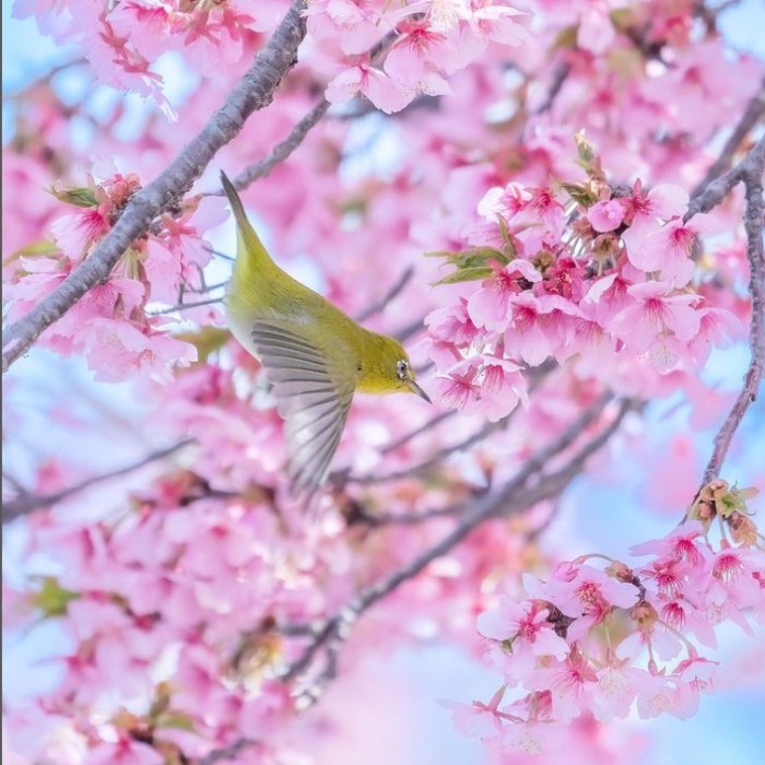 3月20日 大島川桜回廊