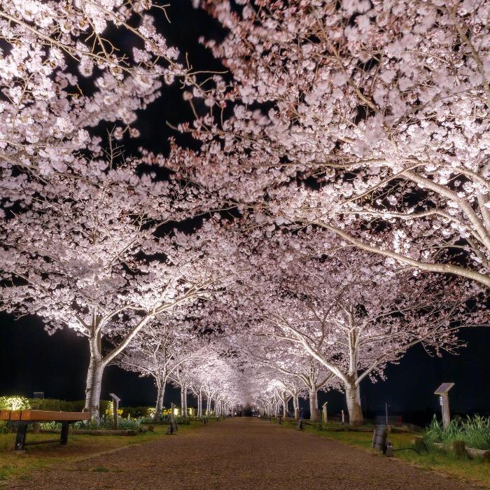 4/3 夜桜