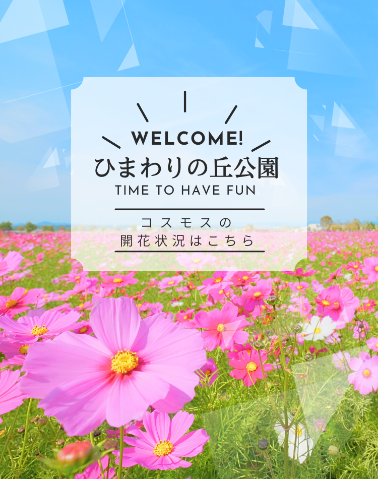 ひまわりの丘公園、コスモスの写真と青空