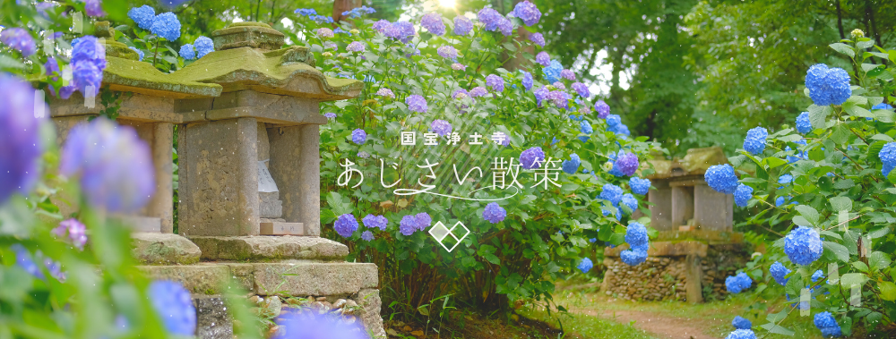 浄土寺のあじさいの季節がやってきます。