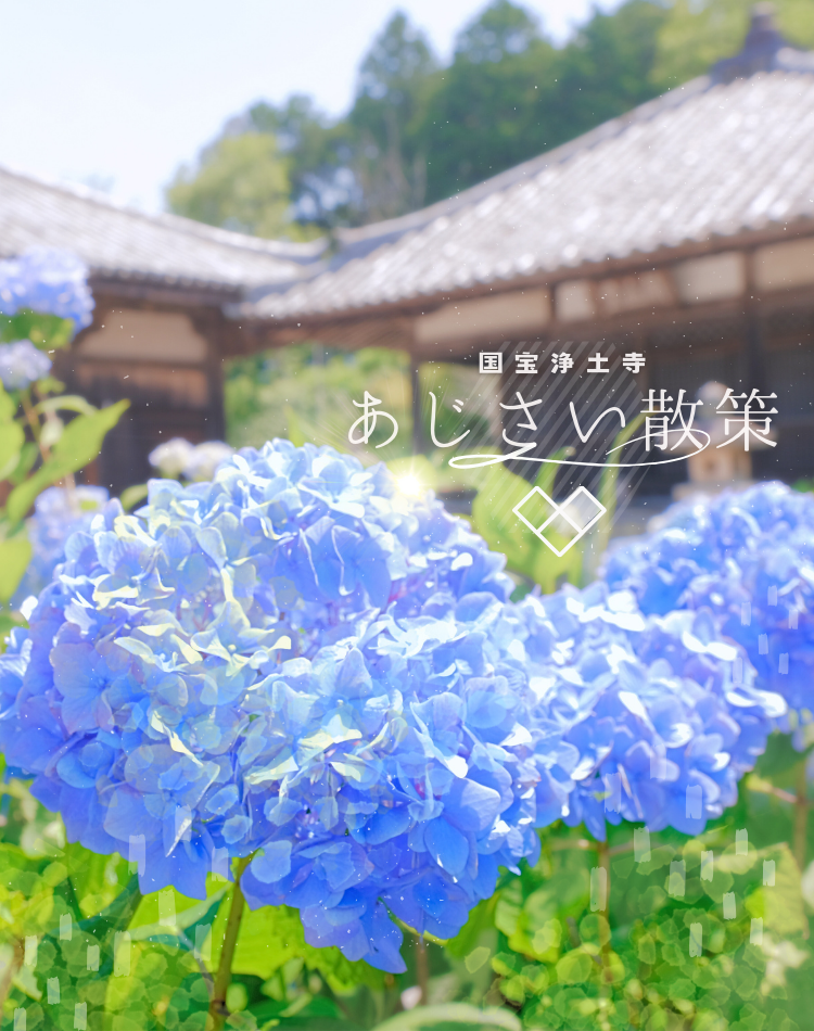 浄土寺のあじさいの季節がやってきます。