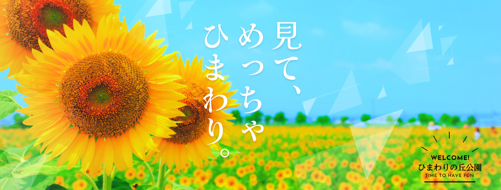 ひまわりの丘公園、ひまわりの季節がやってきました。開花状況のページを確認。
