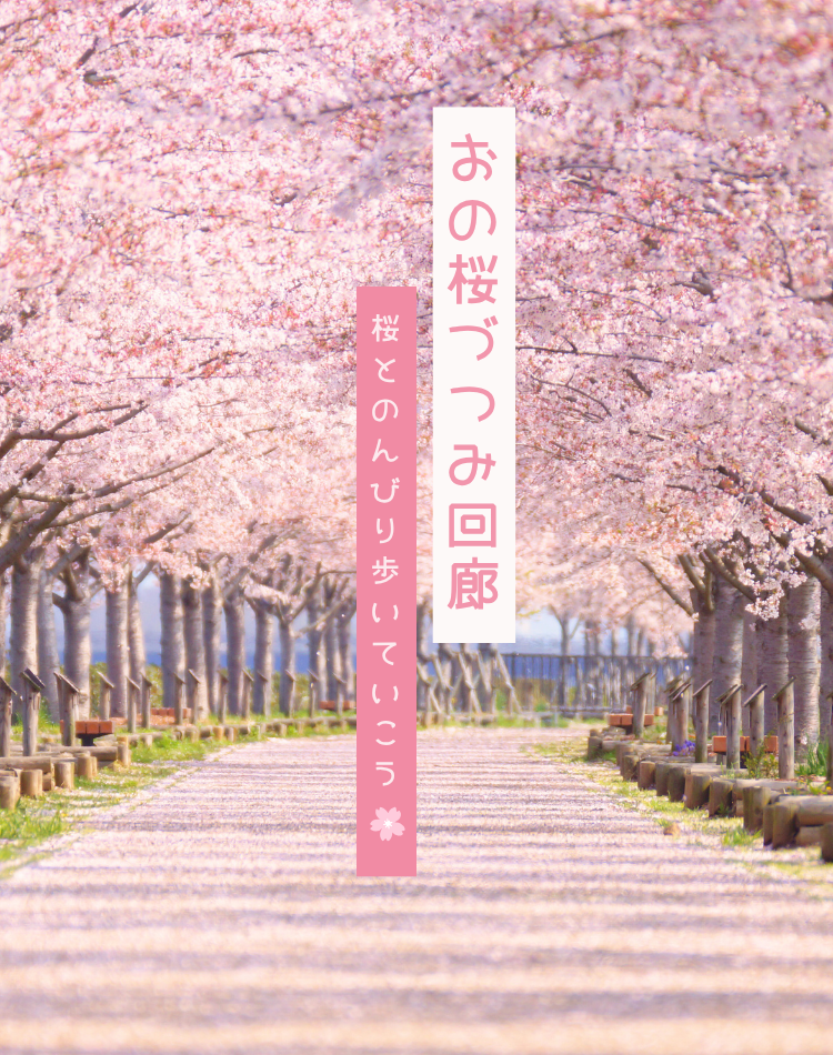 おの桜づつみ回廊、両側に桜の木があり奥に向かって並んでいる様子