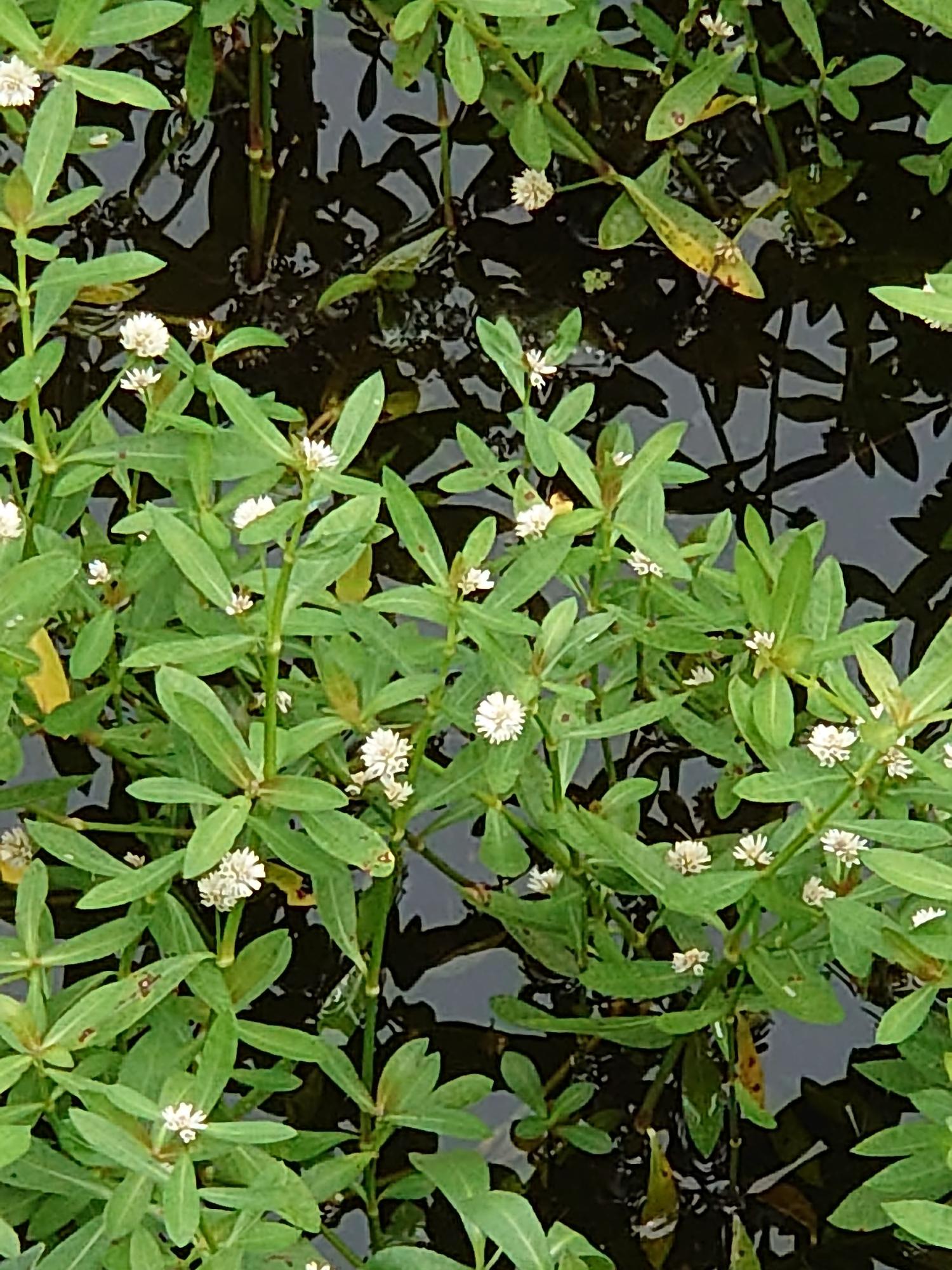 ナガエツルノゲイトウ花