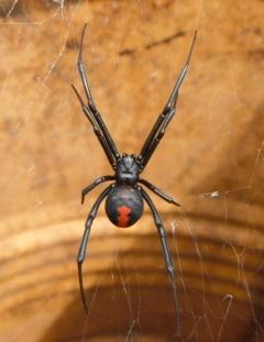 黒色で腹部に赤い砂時計模様が入ったセアカゴケグモの写真
