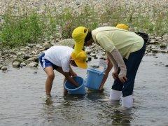 河合小学校と大部小学校にて、川の水にあゆを放流する子供たちの写真
