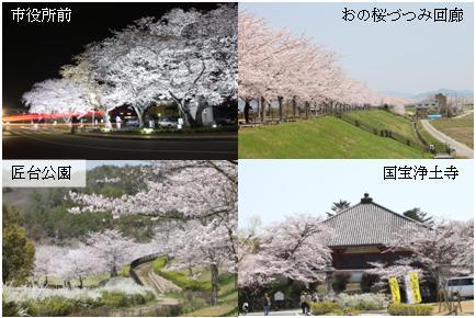 市役所前・おの桜づつみ回路・匠台公園・国宝浄土寺、それぞれの桜の写真