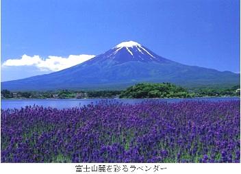 富士山を背景に富士山麗を彩っているラベンダーの写真