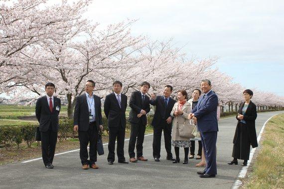 桜が満開のおの桜づつみ回廊に中国青海省西寧市の代表団を案内している様子の写真