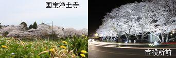 国宝浄土寺を彩る桜の写真と、ライトアップされた市役所前の夜桜の写真