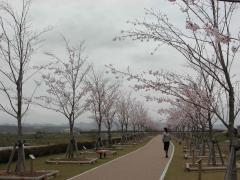 桜が両脇に咲いている桜づつみ回廊の写真
