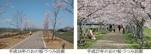 植栽したばかりの平成16年のおの桜づつみ回路の写真と、桜が満開に咲いた平成27年のおの桜づつみ回路の写真