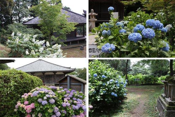 国宝浄土寺の四国八十八カ所霊場の色とりどりのあじさいが様々な角度で撮影されている4枚組の写真