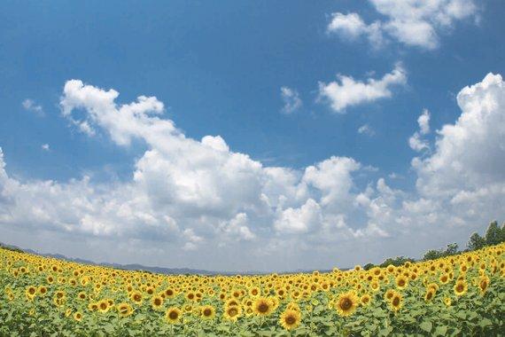 青空を背景に約38万本のひまわりが一面に咲いているひまわりの丘公園の写真