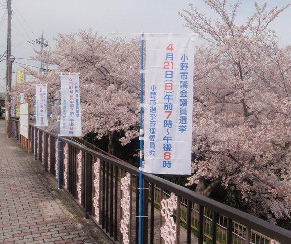 桜が咲いている川沿いに立てられている選挙のぼりの写真