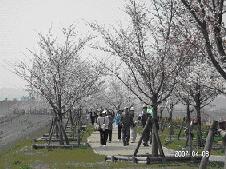 桜が咲いているおの桜づつみ回廊をウォーキングしている人たちの写真