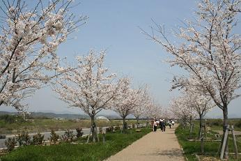5種類の桜が咲いているおの桜づつみ回廊の写真