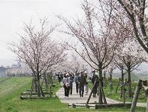 桜が咲いているおの桜づつみ回廊をウォーキングしている人たちの写真