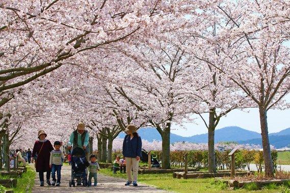 桜が満開のおの桜づつみ回廊を家族が歩いている写真
