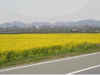 開花期を迎えた菜の花畑の遠景写真