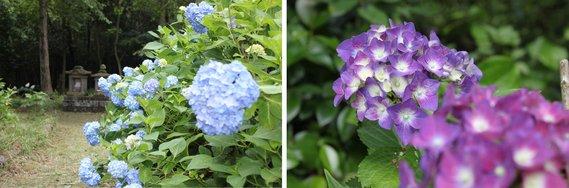 国宝浄土寺裏山に咲いている青色のあじさいの写真と、紫色のあじさいをズームアップで撮影した写真
