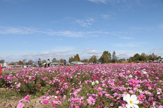 380万本のコスモスが一面満開に咲いているコスモス畑の写真