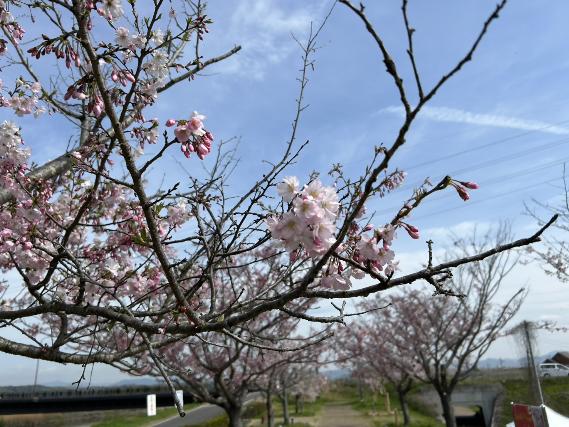 開花状況（おの桜づつみ回廊040902）