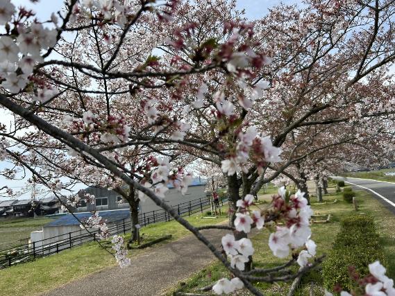 開花状況（おの桜づつみ回廊040901）