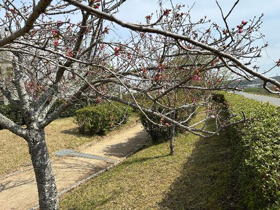 開花状況（やなせ苑040902）