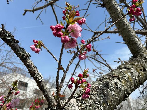 開花状況（やなせ苑040901）