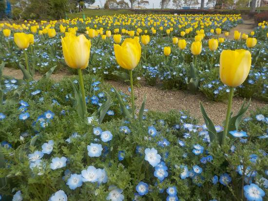 令和4年4月13日ネモフィラ近