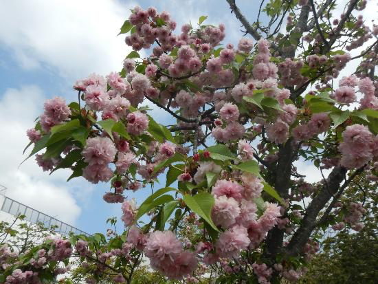 令和4年4月25日六甲菊桜