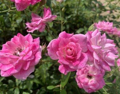 満開に咲く7月のピンクのバラの写真