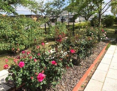 レンガで仕切られら花壇にピンクのバラが咲く令和2年5月のバラ園の写真