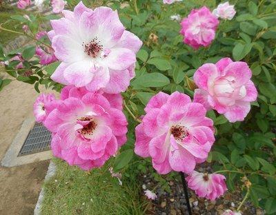 開花して色づき始めるピンクのバラの写真