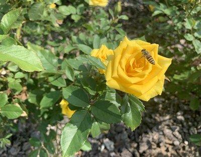 ミツバチが留まる7月の黄色いバラの写真