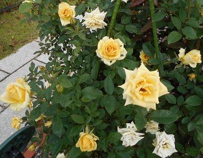 開花して色づき始める黄色いバラの写真