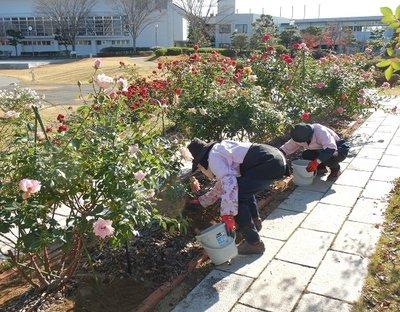 様々な種類のバラの花が咲く花壇の手入れをするローズガーデン管理員たちの写真