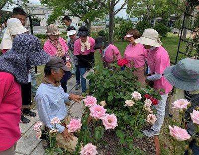 浅見先生の指示のもとピンク色のバラの花の切り戻し作業を行う管理員たちの写真