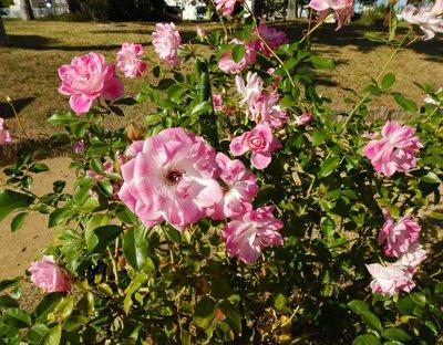 白からピンクのグラデーションをしたバラの花の写真