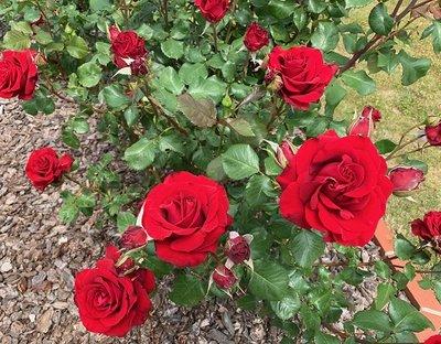 鮮やかな赤い色のバラが開花している様子の写真