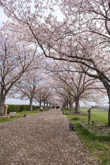 開花状況（おの桜づつみ回廊040601）